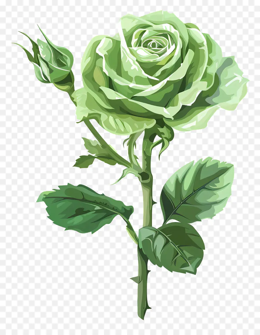 Rosa Verde，Flor PNG