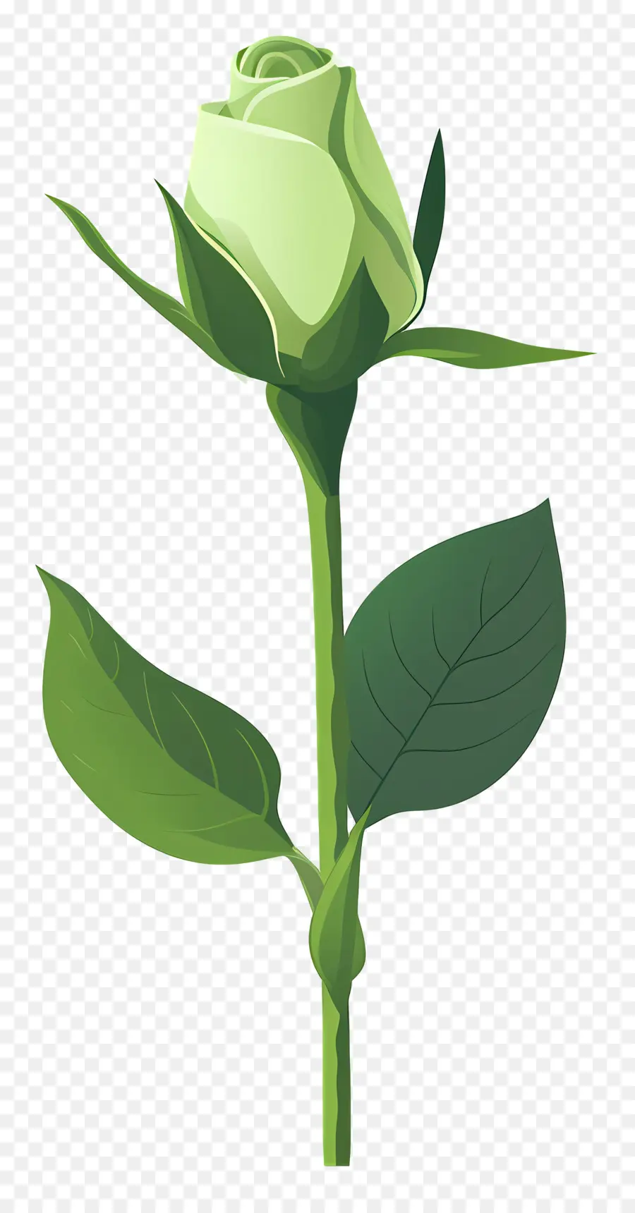 Rosa Verde，Flor PNG