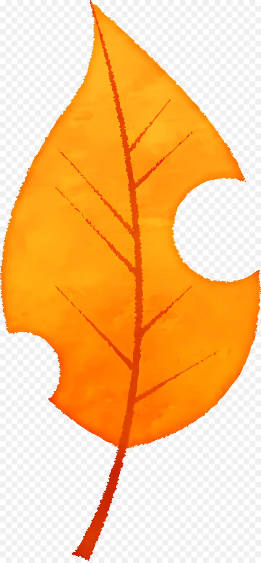 Autumn Leaf，Laranja Folha PNG