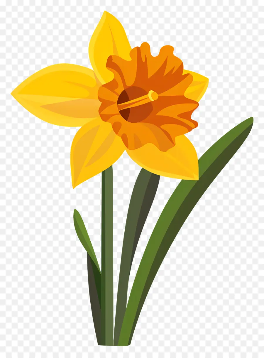 Flor De Daffodil，Narciso PNG