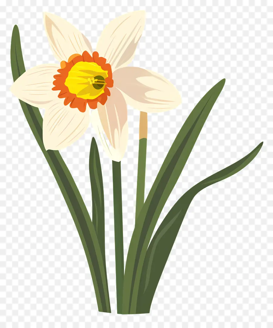 Flor De Daffodil，Narciso PNG