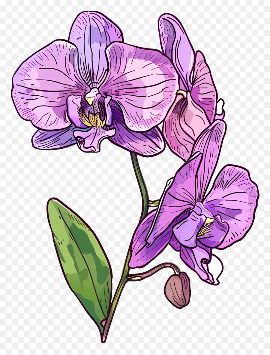 Orquídea，Roxo Orquídea PNG