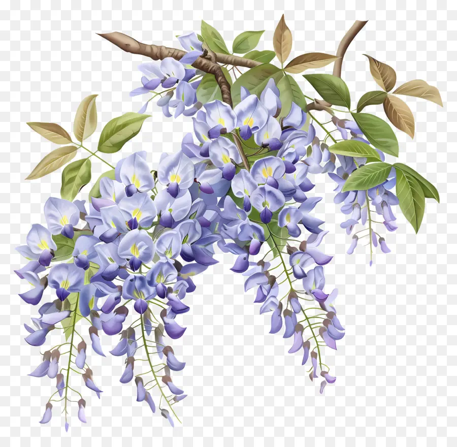 Flores De Wisteria，Wisteria Flor PNG