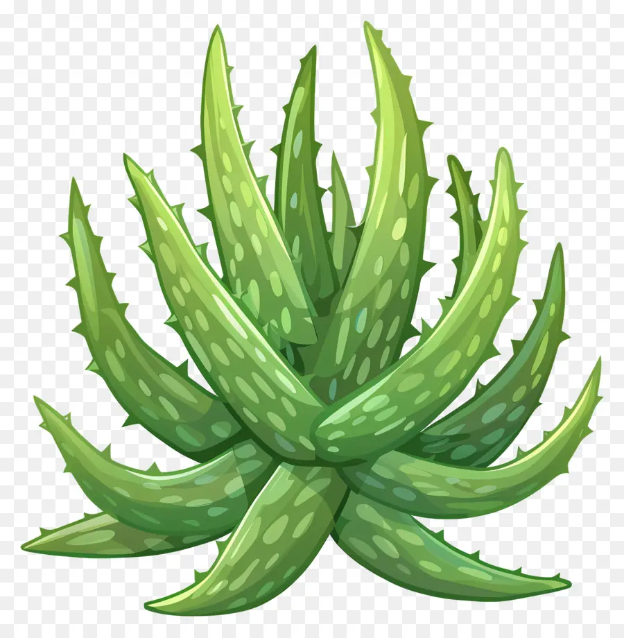 Aloe Vera，Planta Interna PNG