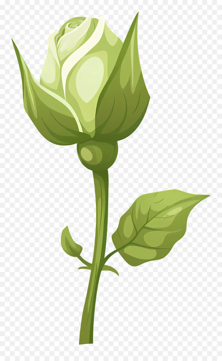 Rosa Verde，Rosa Branca PNG