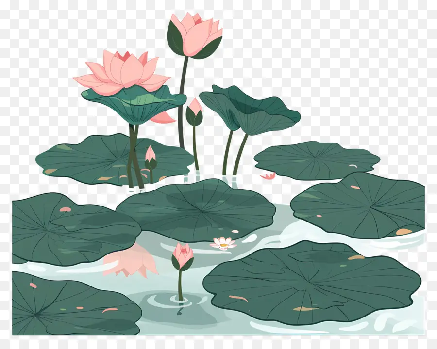 Lotus Pond，Lírios De água Rosa PNG