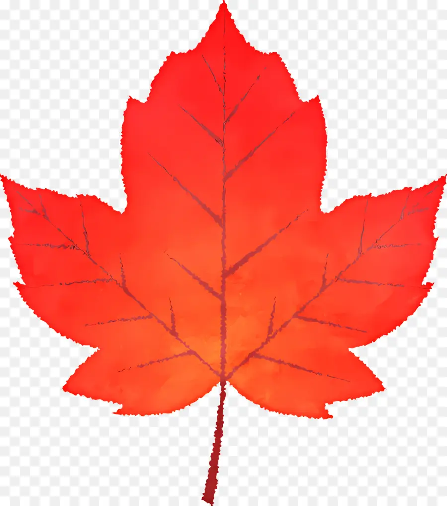 Autumn Leaf，Red Maple Leaf PNG