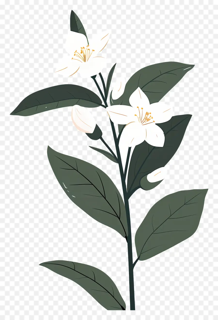 Jasmim，Flor Branca PNG