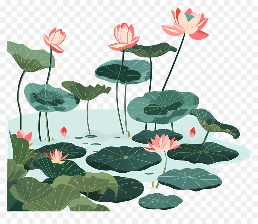 Lotus Pond，Flores De Lótus PNG