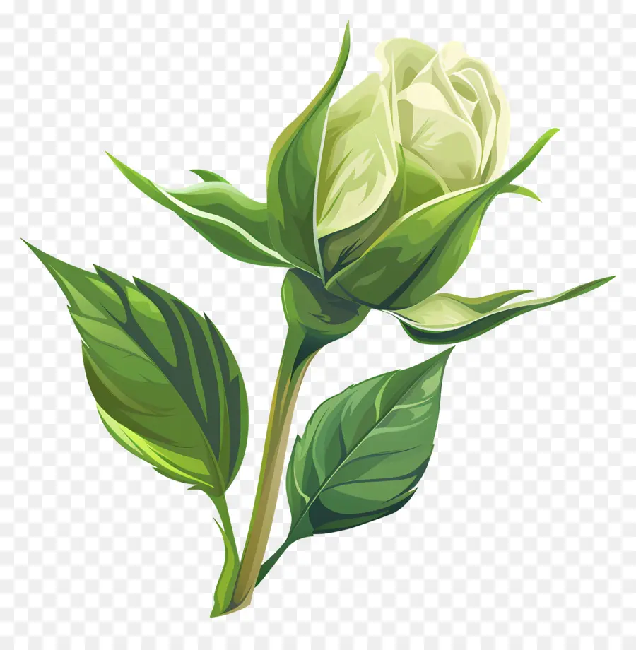 Rosa Verde，Rosa Branca PNG