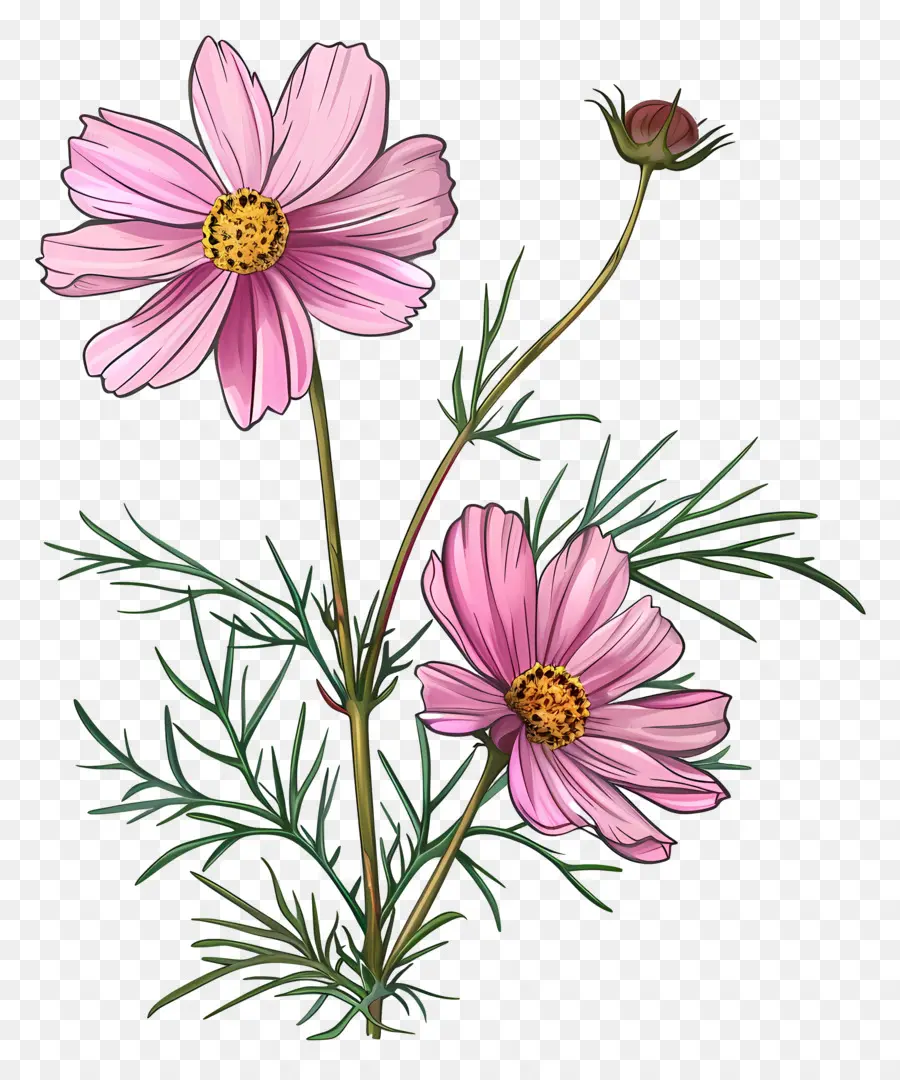 Cosmos Flor，Flores Cor De Rosa PNG