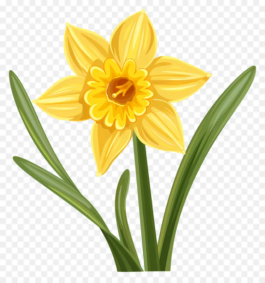 Flor De Daffodil，Narciso PNG