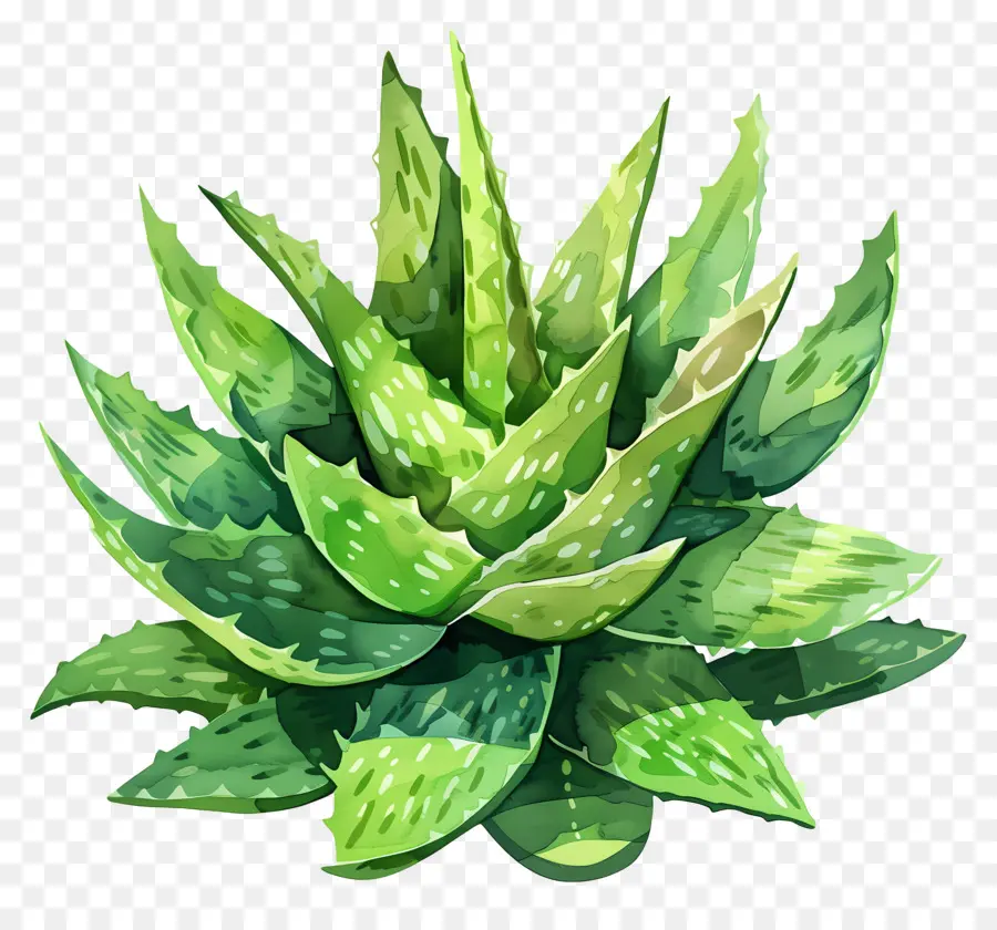 Aloe Vera，Ilustração Em Aquarela PNG