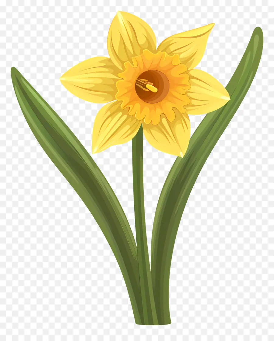 Flor De Daffodil，Narciso PNG