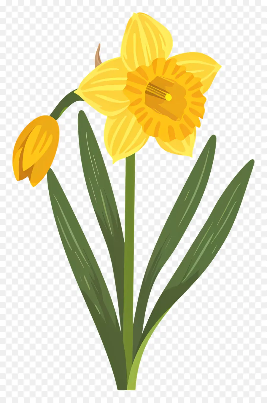 Flor De Daffodil，Narciso PNG