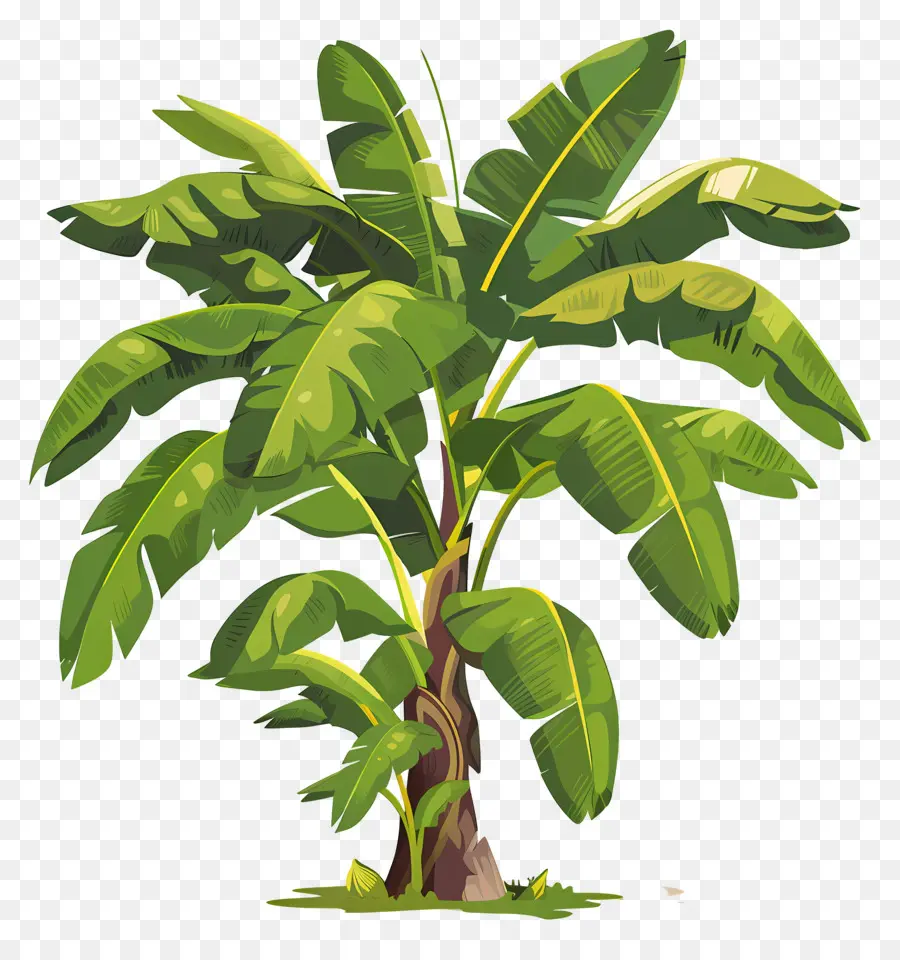 Bananeira，Planta Tropical PNG