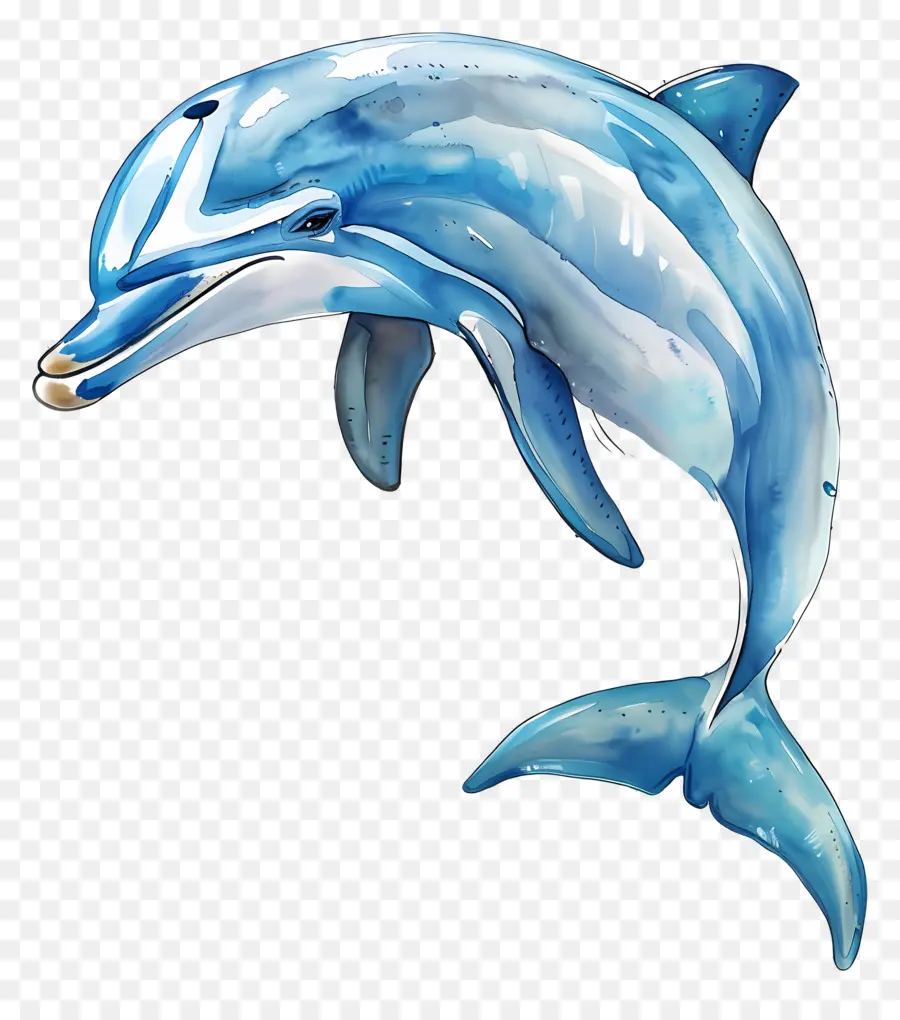 Dolphin，Aquarela PNG