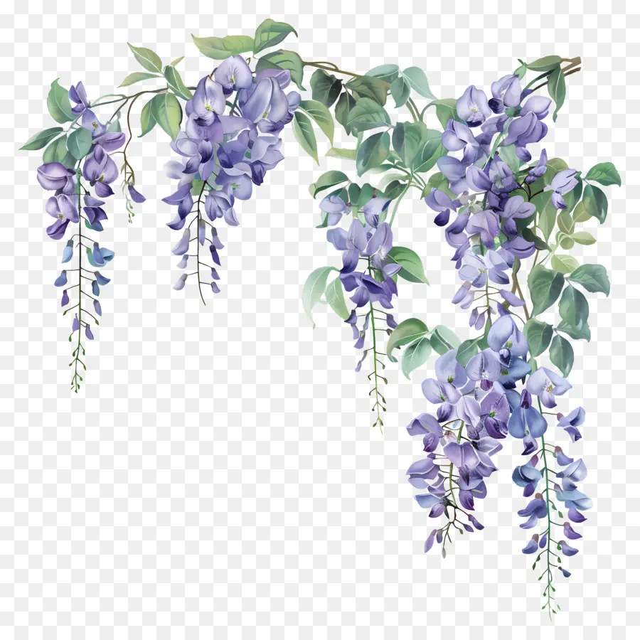 Flores De Wisteria，Wisteria PNG