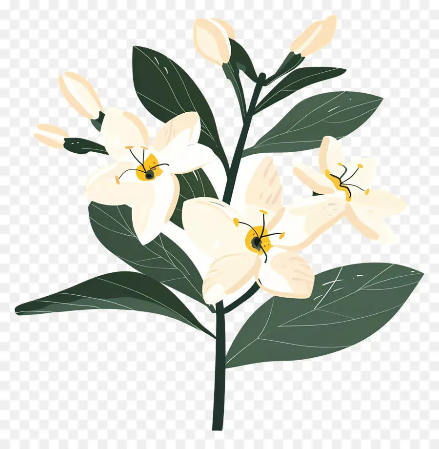 Jasmim，Flor Branca PNG