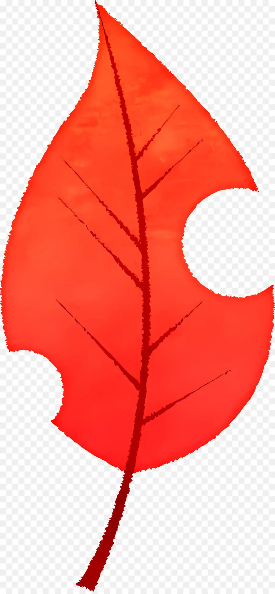 Autumn Leaf，Folha Vermelha PNG