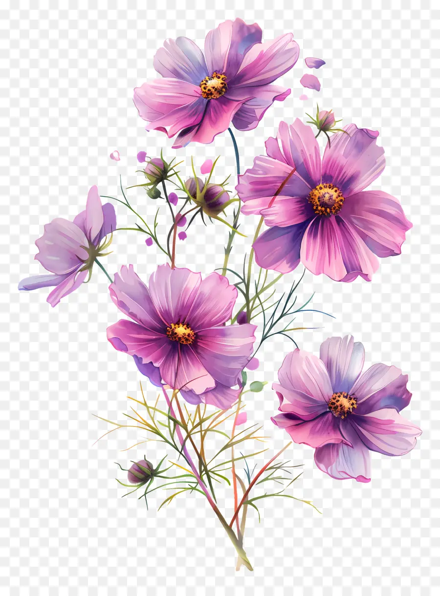 Cosmos Flor，Flores Cor De Rosa PNG