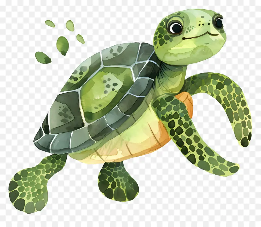 Turtle，Répteis PNG