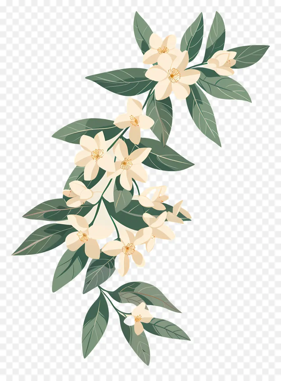 Jasmine Garland，Flores De Jasmim PNG