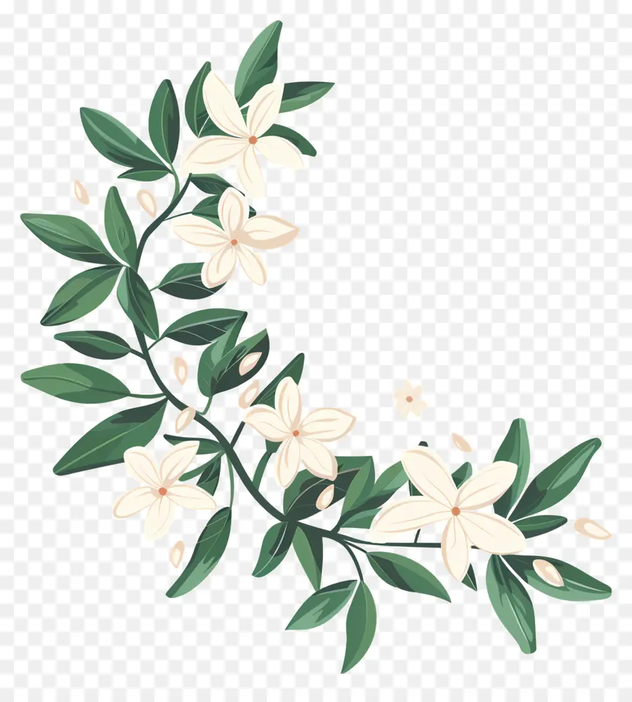 Jasmine Garland，Flor Branca PNG