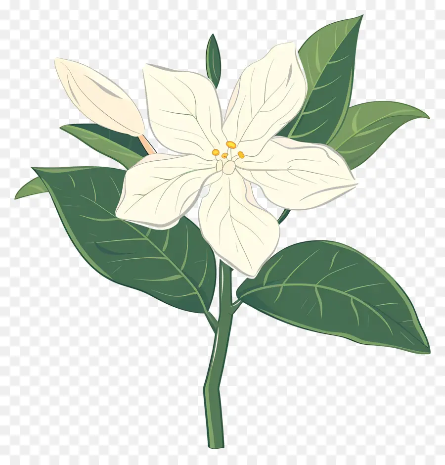 Jasmim，Flor Branca PNG