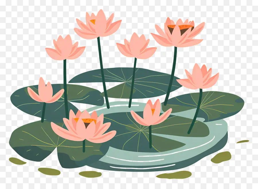 Lotus Pond，Flor De Lótus PNG