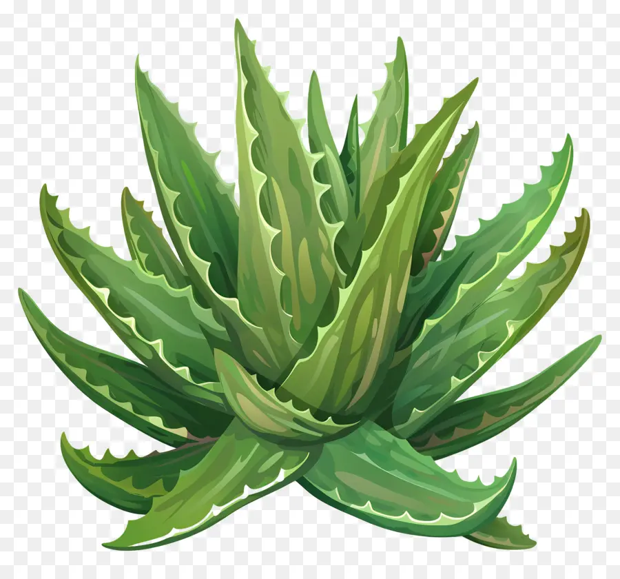 Aloe Vera，Suculenta Planta PNG