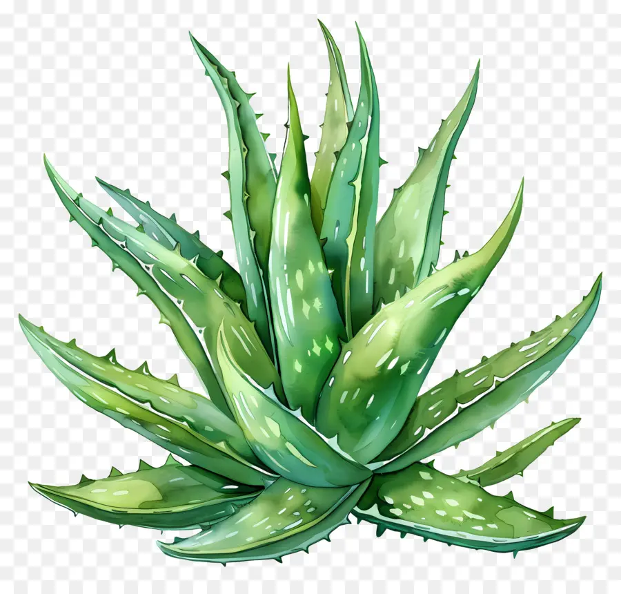 Aloe Vera，Suculenta PNG