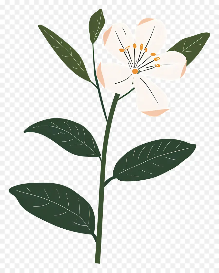 Jasmim，Flor Branca PNG