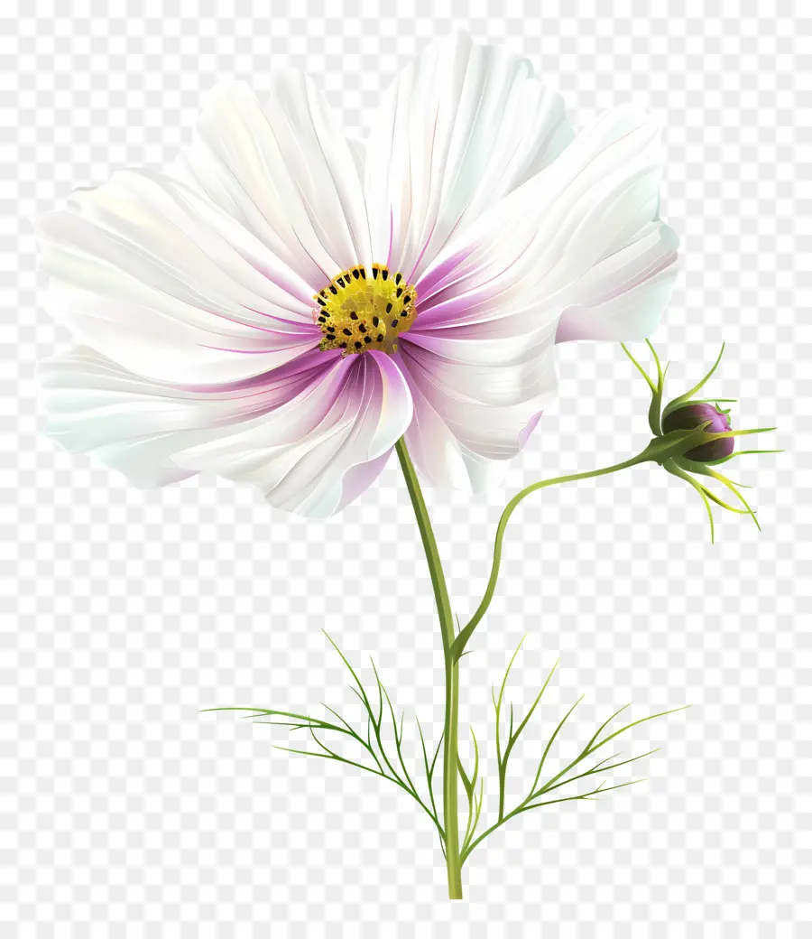 Flor Do Cosmos，Flor PNG