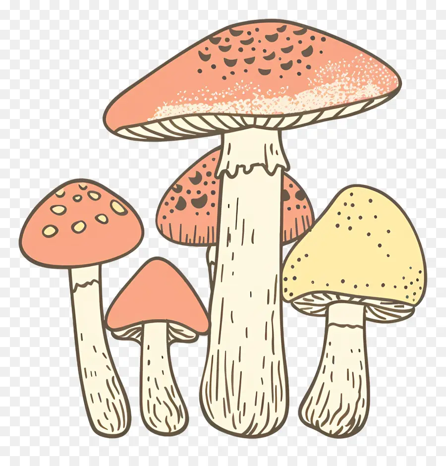 Cogumelo De Boletus，Cogumelos PNG