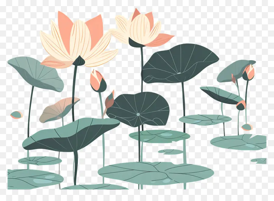 Lotus Pond，Flores De Lótus PNG