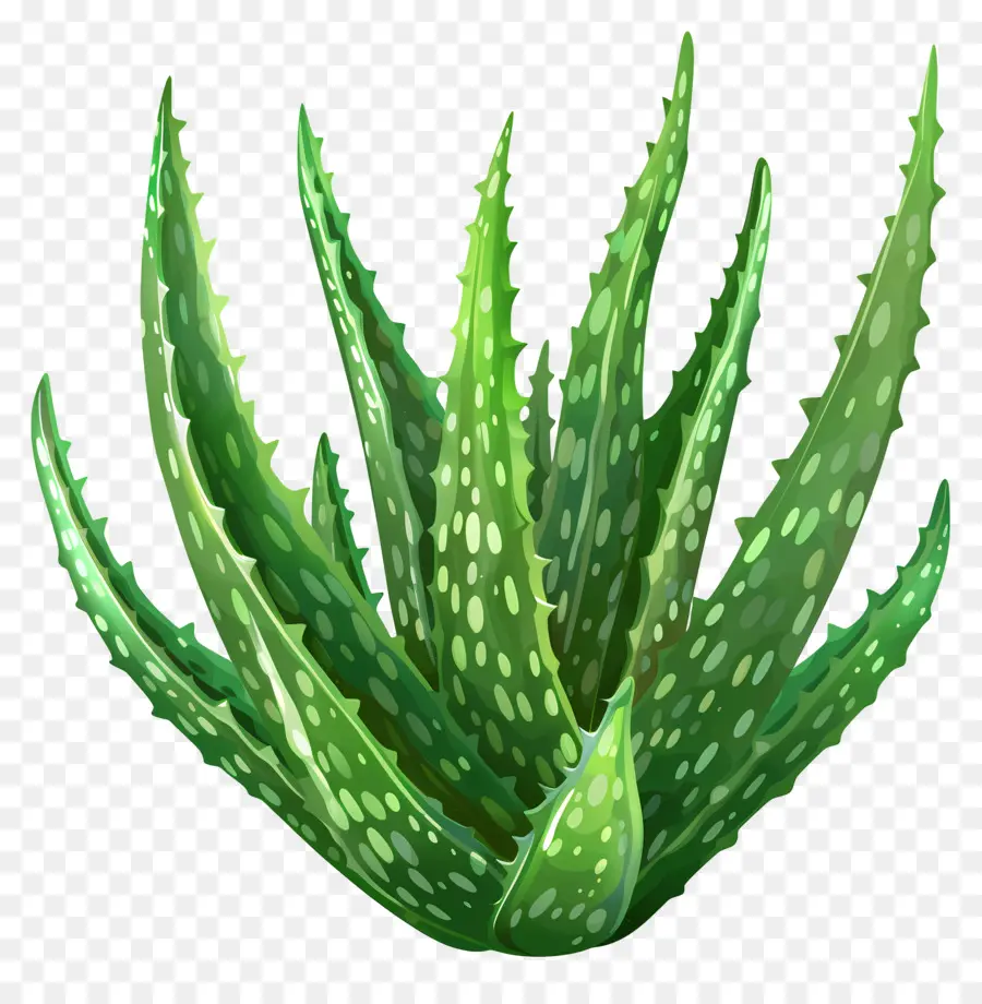 Aloe Vera，Planta Aloe Vera PNG