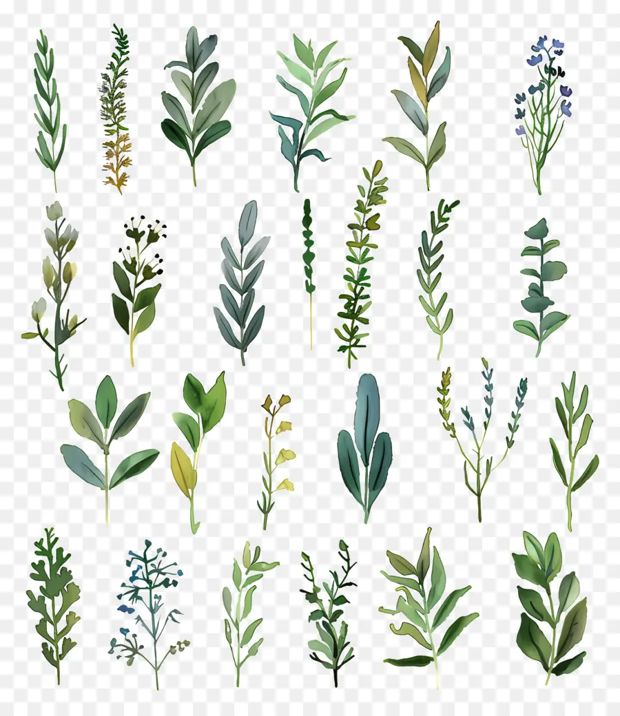 Herbs，Pintura Em Aquarela PNG