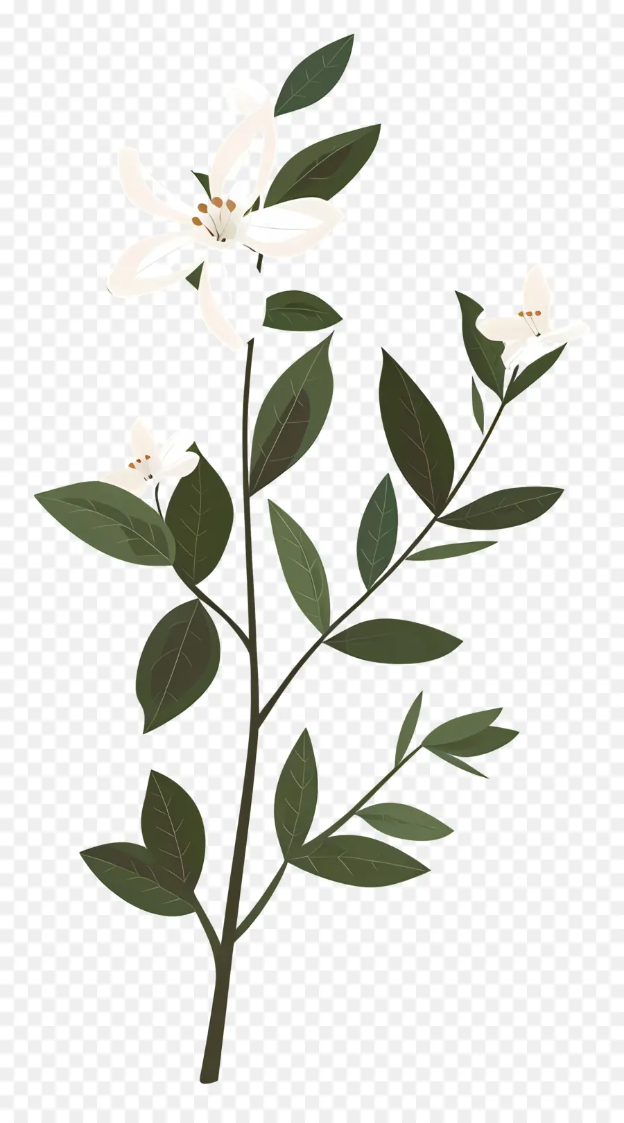 Jasmim，Flor Branca PNG