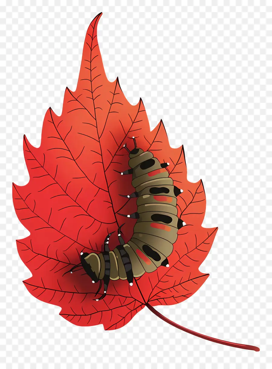 Caterpillar，Red Maple Leaf PNG