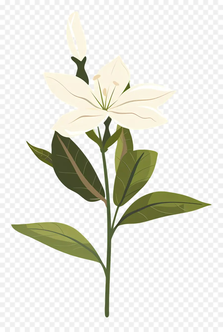 Jasmim，Flor Branca PNG