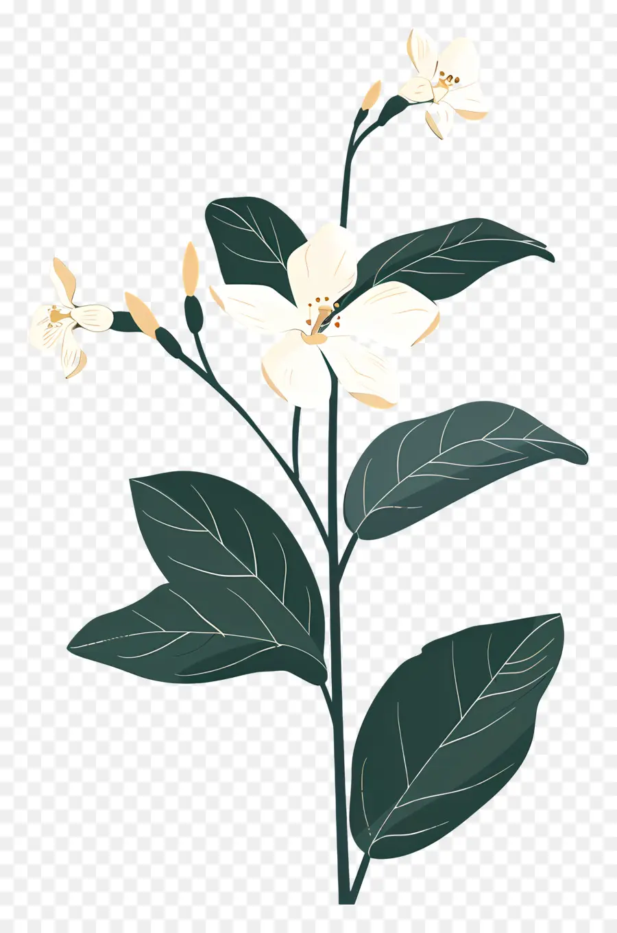 Jasmim，Flor Branca PNG