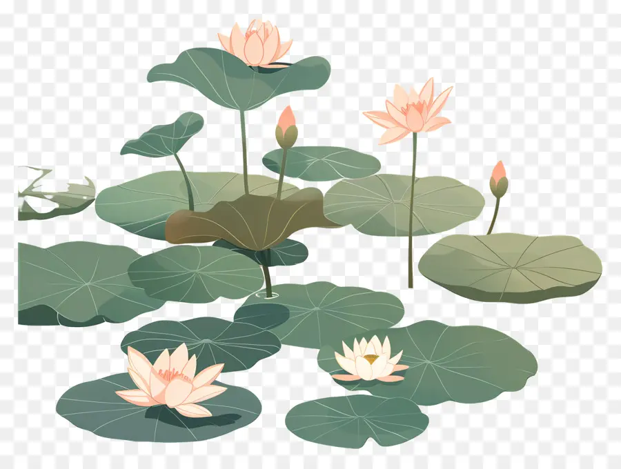 Lotus Pond，Os Lírios De água PNG