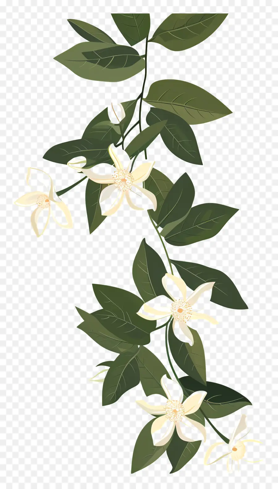 Jasmine Garland，Flor Branca PNG