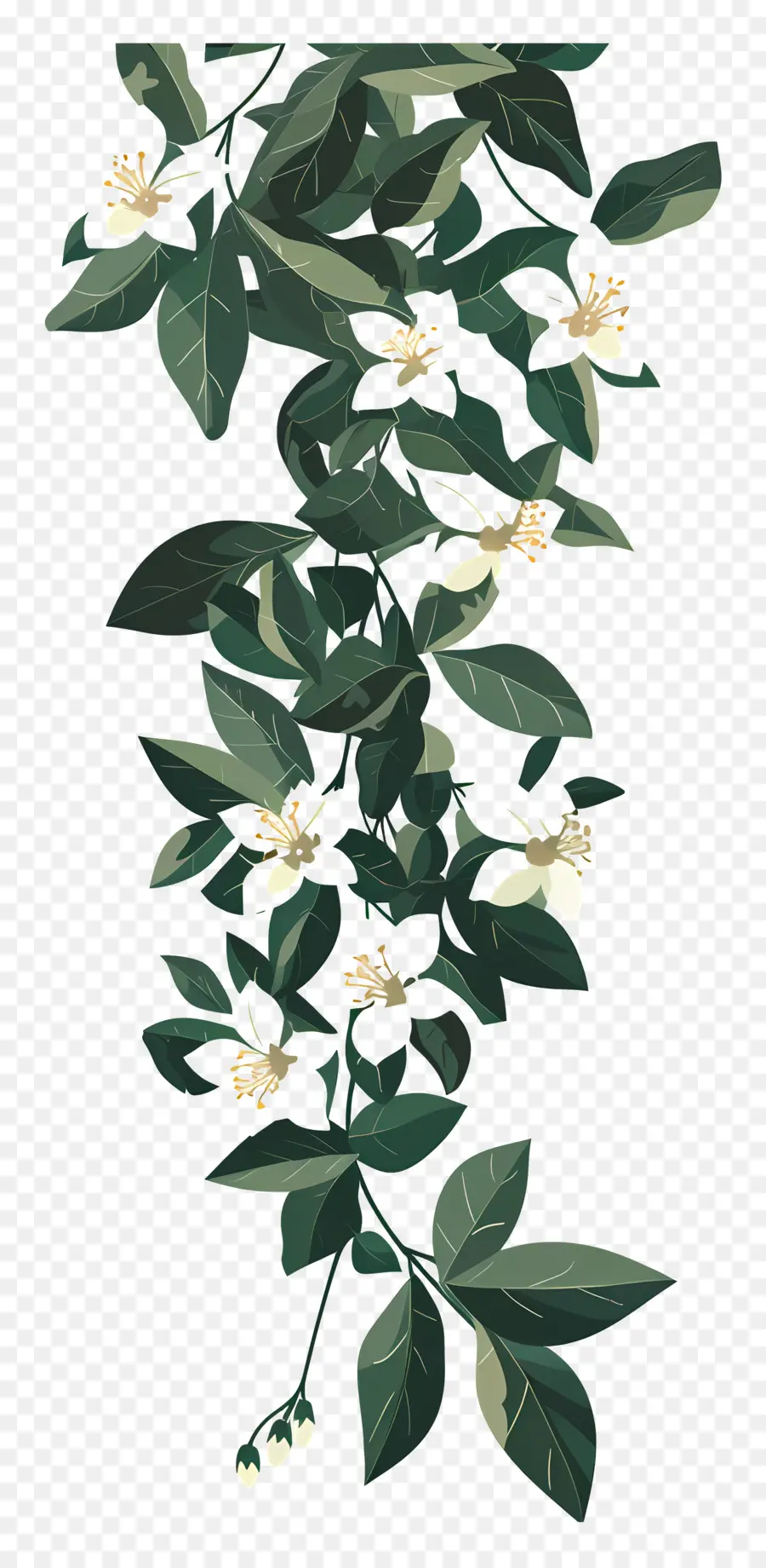 Jasmine Garland，Videira PNG