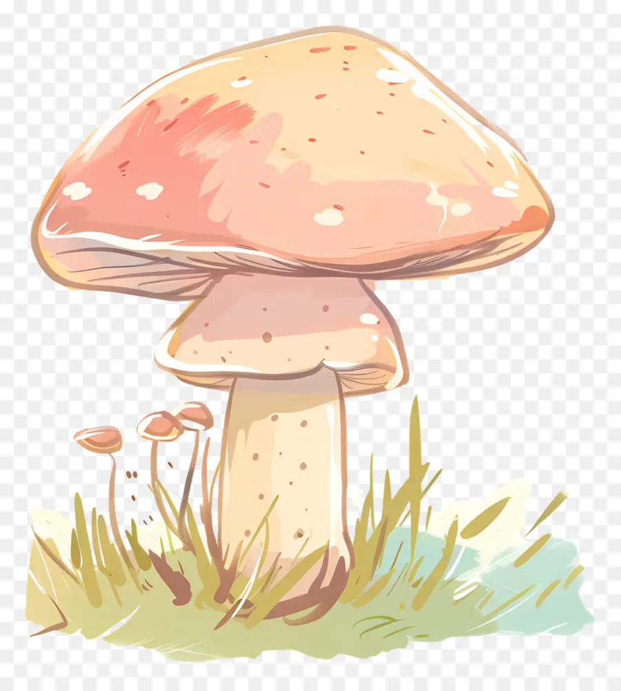 Cogumelo De Boletus，Cogumelo PNG