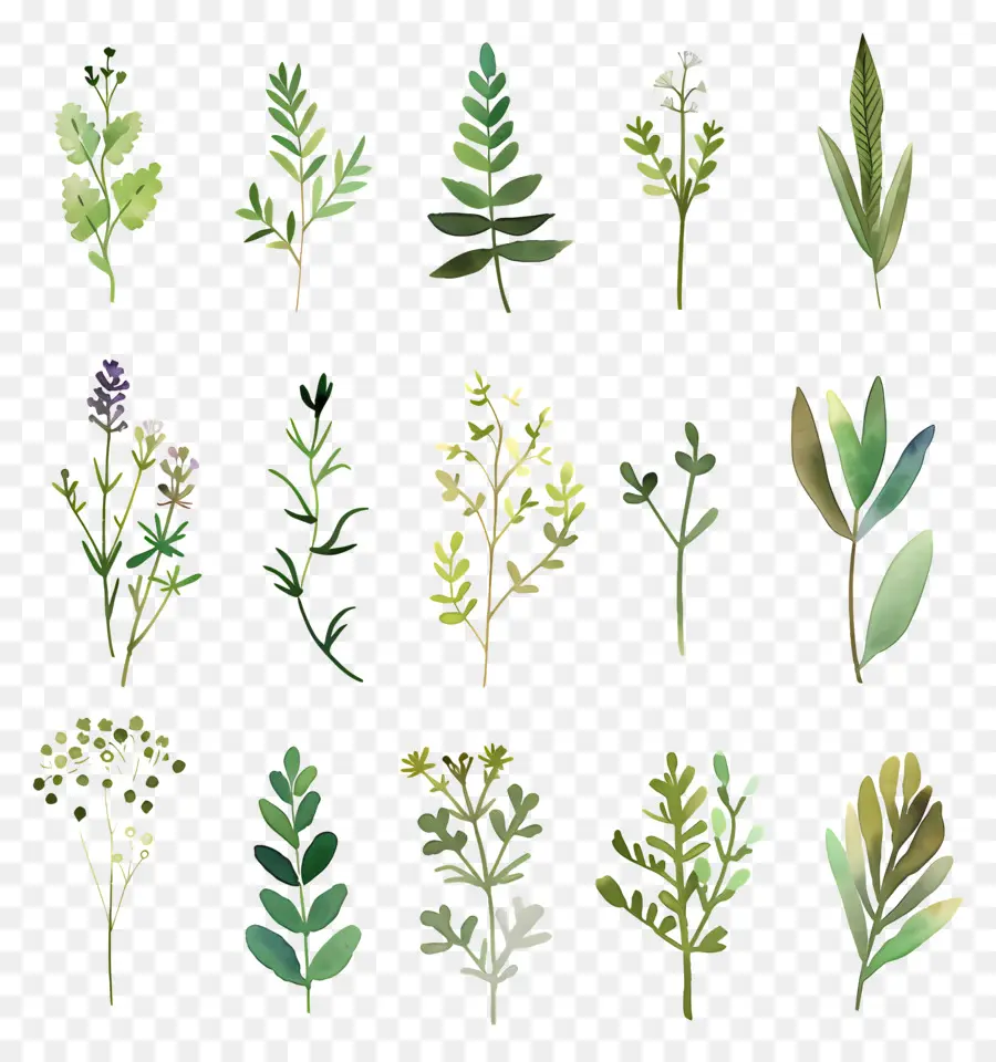 Herbs，Pintura Em Aquarela PNG