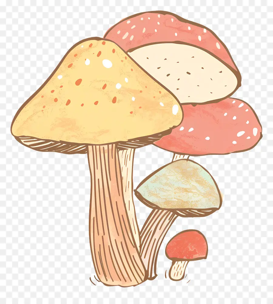 Cogumelo De Boletus，Cogumelo PNG