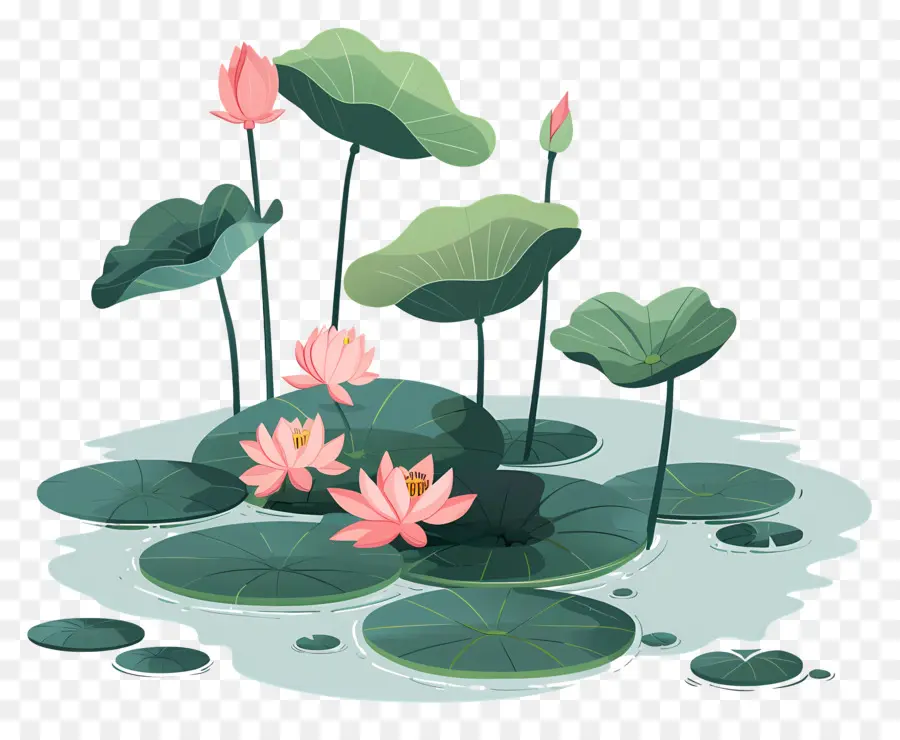 Lotus Pond，Flor De Lótus PNG