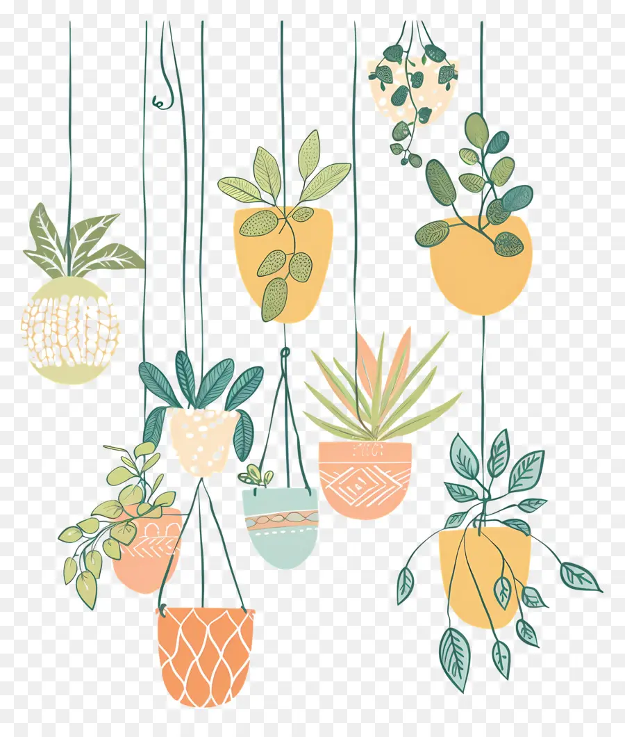 Plantas Domésticas Penduradas，Plantas Penduradas PNG